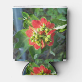 Porta-lata Poinsettia selvagem