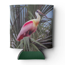 Roseate Spoonbill pode resfriar