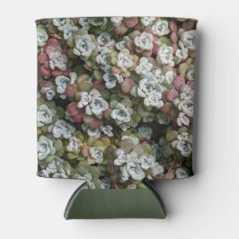 Porta-lata Sedum Spathulifolium Succulium Floral