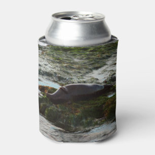 Porta-lata Sunset Lit Harbor Seal II em San Diego