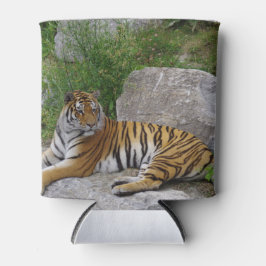 Porta-lata Tigre numa pedra