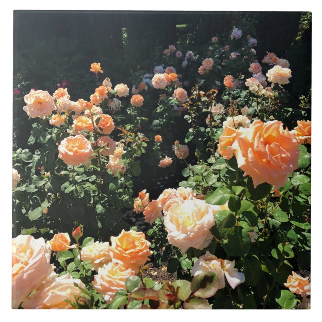 Portland Rosa Garden, OR (Frente)