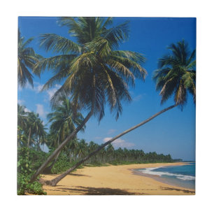 Porto Rico, Isla Verde, palmeiras