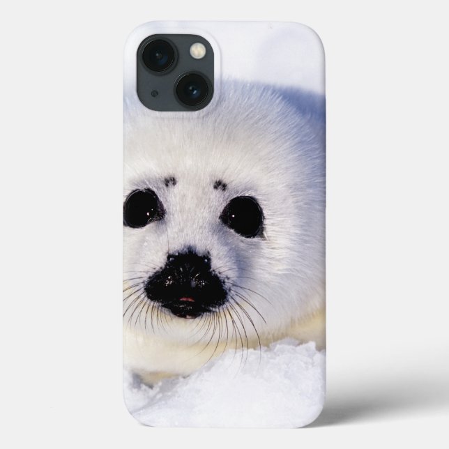 Portrait of a Harp Seal Pup (Verso)