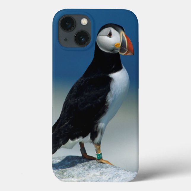 Portrait of an Atlantic Puffin (Verso)