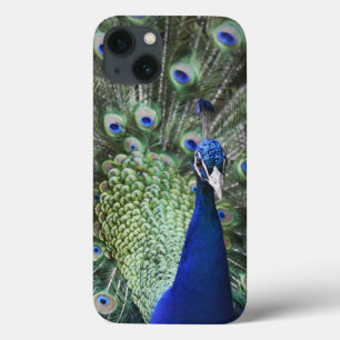 Portrait Of  Peacock With Feathers Out