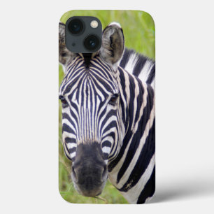 Portrait Of Plains Zebra, Hluhluwe-Umfolozi Game