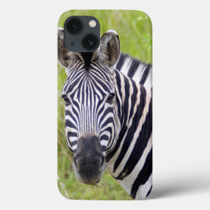 Portrait Of Plains Zebra, Hluhluwe-Umfolozi Game