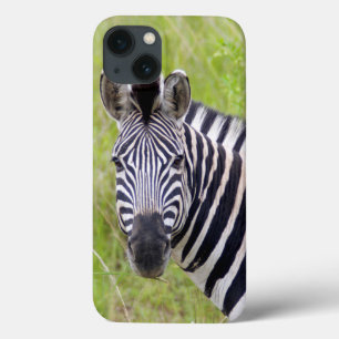 Portrait Of Plains Zebra, Hluhluwe-Umfolozi Game