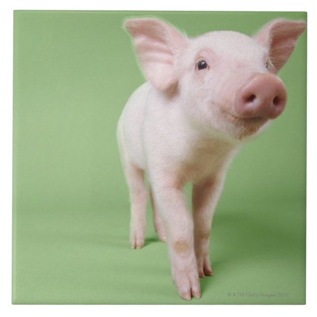 Posição do leitão (Frente)