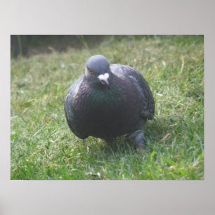 Posicionando Impressão Pigeon