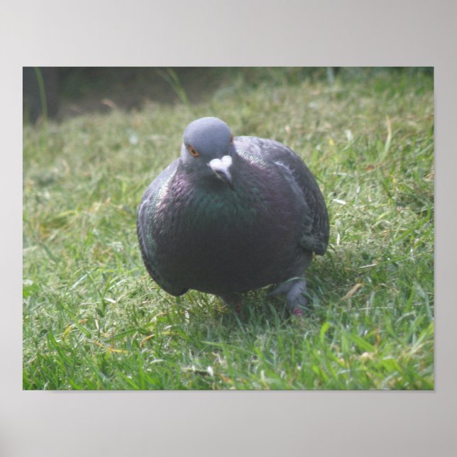 Posicionando Impressão Pigeon (Frente)
