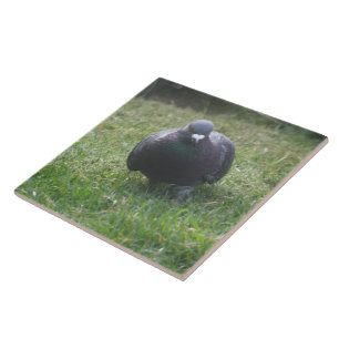 Posicionando o Azulejo Pigeon
