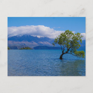 Postal A árvore de Wanaka, lago Wanaka, NZ - cartão