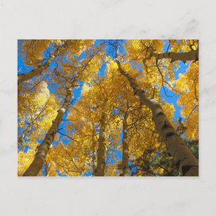 Postal Álamo Amarelo Perto de Estes Park Colorado Cartão 