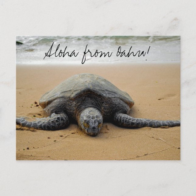 Postal Aloha de Oahu! Cartão com tartaruga de mar (Frente)
