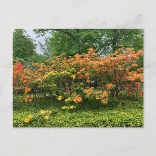 Postal Árvores Floridas de Halifax Nova Scotia Cartão Pos