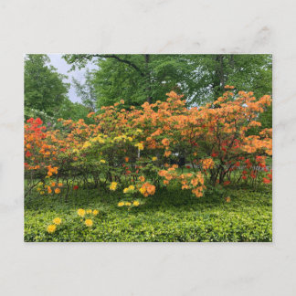 Postal Árvores Floridas de Halifax Nova Scotia Cartão Pos