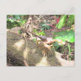 Postal Bambiraptor - Dinossauro - Cartão de Aprendizagem