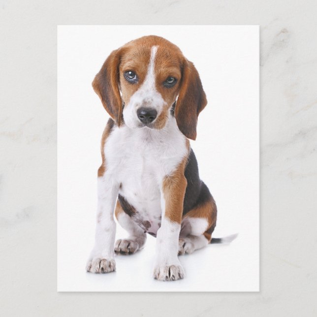 Postal Beagle Puppy Dog Cartão Postado (Frente)