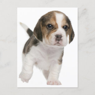 Postal Beagle Puppy Dog Cartão Postado