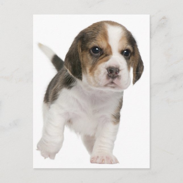 Postal Beagle Puppy Dog Cartão Postado (Frente)