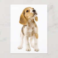 Beagle Puppy Dog Cartão Postado