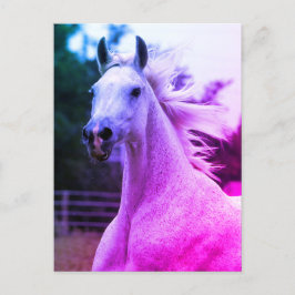 Postal Belo arco-íris Colorido Cartão de égua de cavalo á