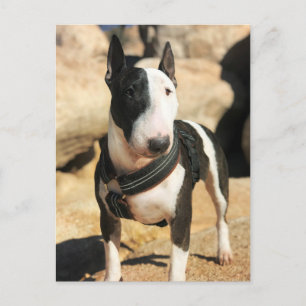 Postal Belo Cartão com fotos Bull Terrier inglês
