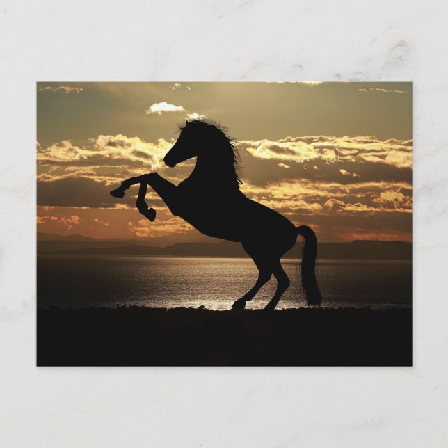 Postal Belo Cartão de Posto de Cavalo (Frente)