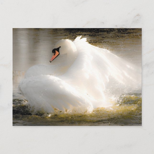 Postal Belo Cartão de Posto Swan (Frente)