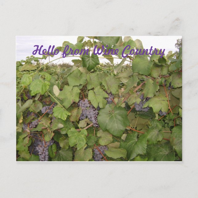 Postal Belo cartão Poste de Uvas (Frente)