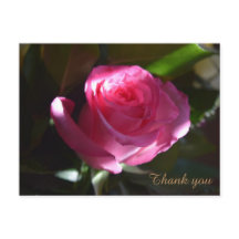 Belo cartão rosa rosa