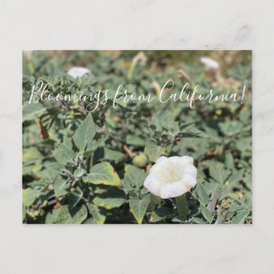 Postal Bloomings da Califórnia: Cartão de Datura Sagrad