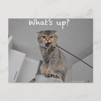 Postal Bonito escocês de macarrão gato olá cartão engraça