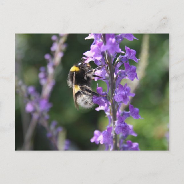 Postal Bumble Bee Coletando Cartão de Posto de pólen (Frente)