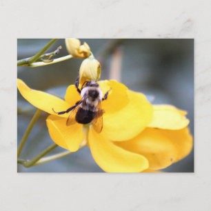 Postal Bumblebee No Cartão De Flor De Cassia