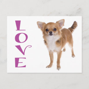 Postal Cachorrinho Chihuahua de Cabelo Longo Cartão Posta