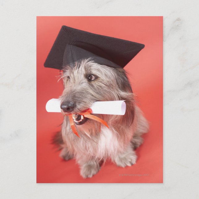 Postal Cachorro com cartão e diploma (Frente)