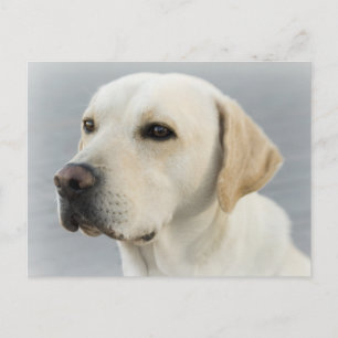 Postal Cachorro Filhote Labrador Retriever Amarelo Cartão