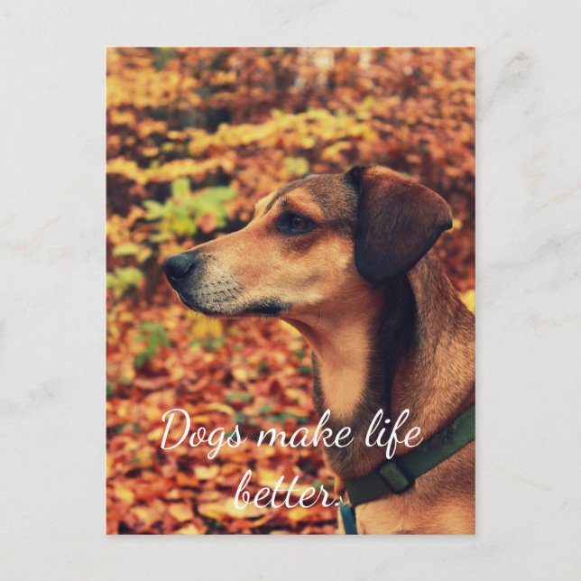 Postal CÃES FAZEM COM QUE A VIDA SEJA MELHOR Cartão Posta (Frente)