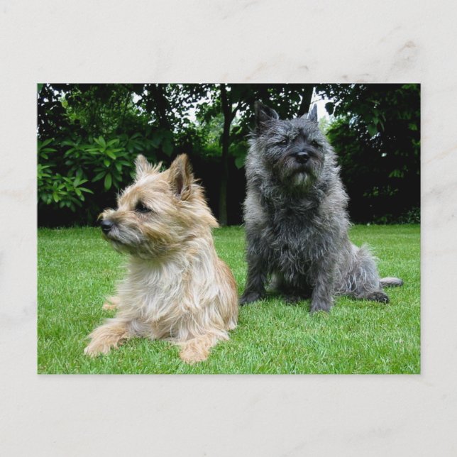 Postal Cairn Terrier Puppy Dog Vazio Greeting Cartão de P (Frente)