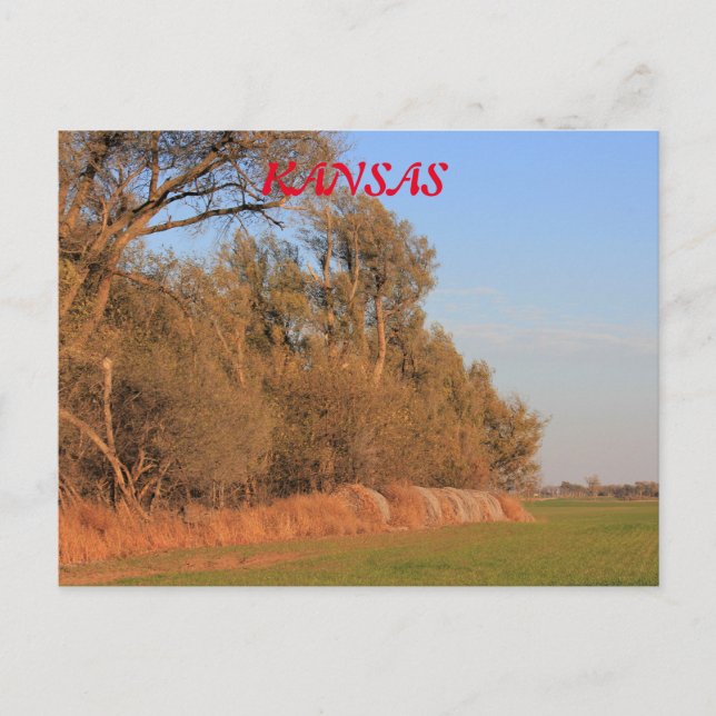 Postal Campo de trigo do Kansas com árvores Cartão de Pos (Frente)