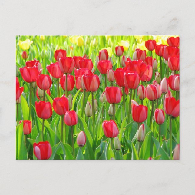 Postal Campo do cartão das tulipas (Frente)