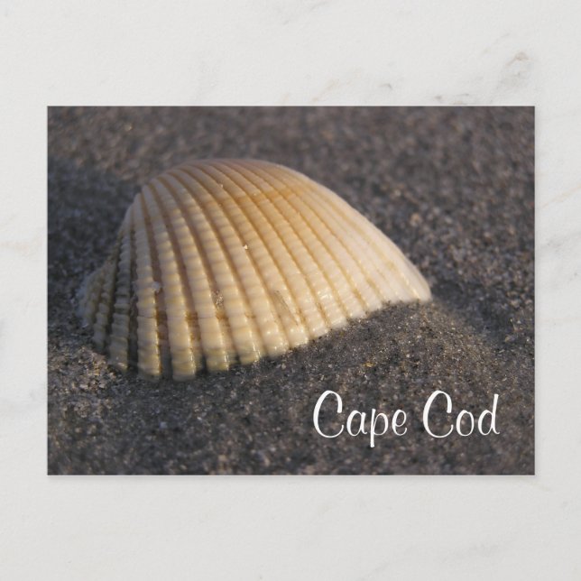 Postal Cape Cod Seashell no Cartão de Posto Praia (Frente)