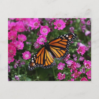 Postal Cartão