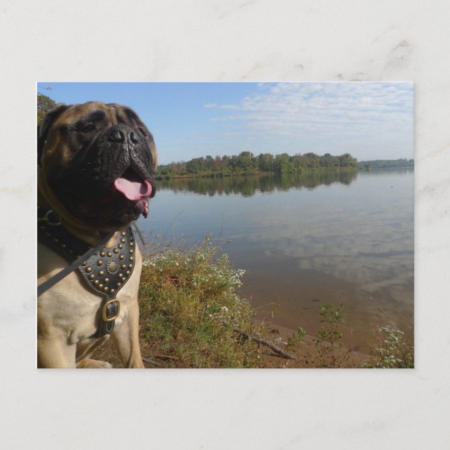 Postal Cartão 1 de Bullmastiff "Pablo" (Frente)
