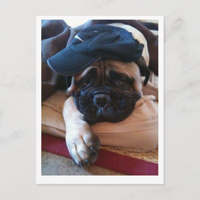 Postal Cartão 2 de Bullmastiff Pablo (Frente)