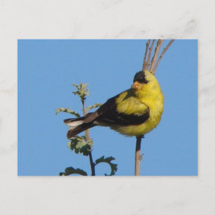 Postal Cartão americano do Goldfinch