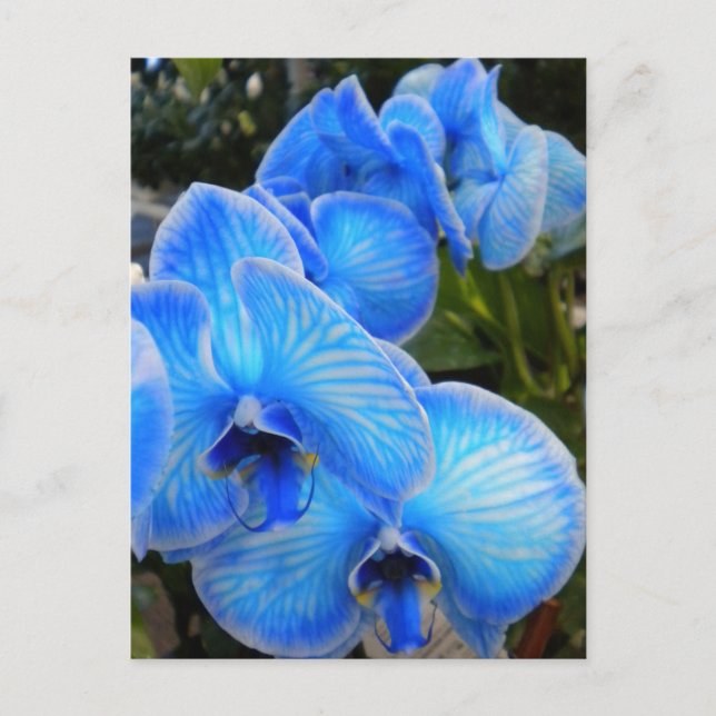 Postal Cartão azul das orquídeas da mística (Frente)